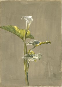 Calla-lelie, 1875