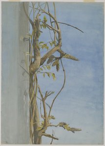 Blauweregen op een muur