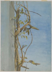 Blauweregen op een Muur