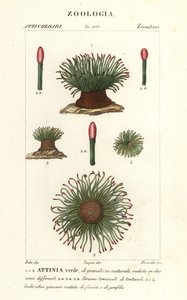 Middellandse Zee slangenlokanemoon, Anemonia sulcata door Finocchi Finocchi