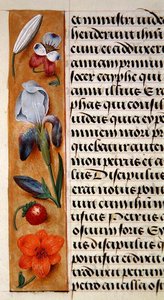 Detail van een bloemenrand uit een Getijdenboek, c.1500
