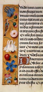 Ms. 1058-1975, f.22v: detail van een bloemenrand uit een Getijdenboek