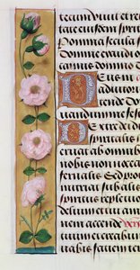 Ms. 1058-1975, f.34v: detail van een bloemenrand uit een Getijdenboek, ca.1500