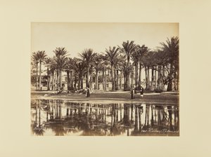 Caïro, Palmbomen