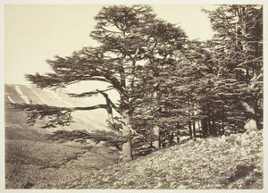 Ceders van Libanon, c. 1870.