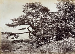Grote cederboom, in Libanon