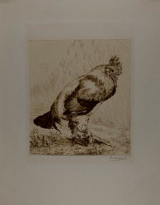 De oude haan