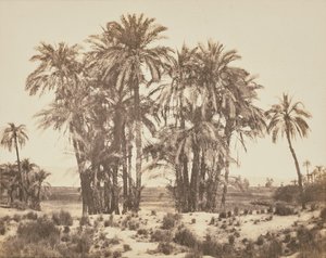 [Boomgaard van dadelpalmen gezien vanaf punt A, Karnak].
