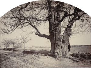 Grote Kastanjeboom aan de Kant van een Weg, ca. 1875-1880 door Félix Thiollier