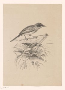 Twee kleine vogels op een tak door Floris Verster