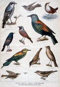 Vogels die beschermd zijn en nuttig in de landbouw, 1897 door Fortuné Méaulle