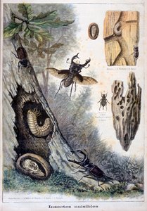 Schadelijke insecten door Fortuné Méaulle