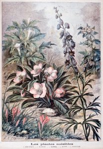 Schadelijke planten