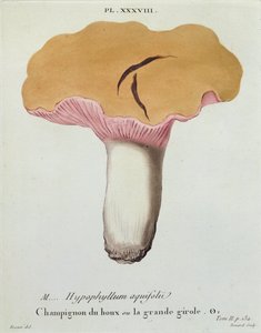 Hyprophyllum aquifolii, plaat 38 uit 