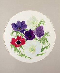Anemonen