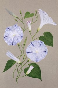 Convolvulus Cneorum