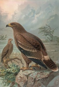 Gravure - Adelaar van Nepal - Vrouwtjes - Aquila nipalensis