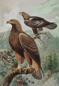 Gravure - Gouden adelaar - Volwassen mannetje en vrouwtje door Francia