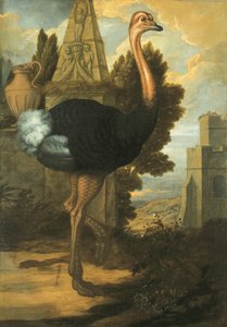 Een struisvogel door Francis Barlow