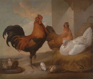 Huiselijke Haan, Hennen en Kuikens