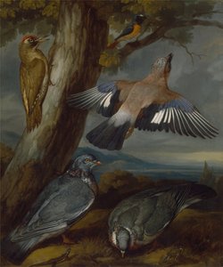 Vlaamse gaai, groene specht, duiven en roodstaart door Francis Barlow