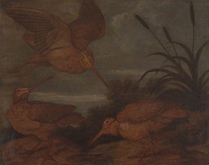 Houtsnip in de schemering door Francis Barlow