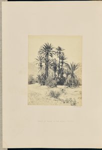 Groep palmen in de Wadee Feyran door Francis Frith