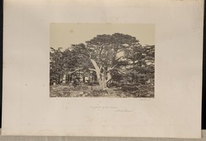 De grootste ceder, de Libanonberg