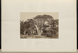 De grootste ceder, de Libanonberg door Francis Frith