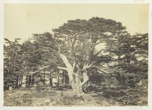 De grootste ceder, de Libanonberg