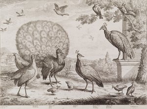 Groep Vogels met Pauw