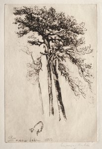 De Laatste Boom, 1882