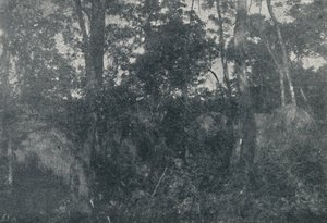 Cabanas de Indios, 1895 door Francisco Henszler