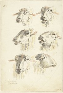 Studieblad met zes schaapskoppen