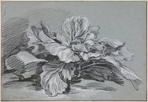 Studie van een kool door François Boucher