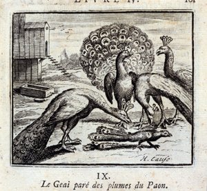 De gaai met pauwenveren. Fabels van Jean de La Fontaine. Illustratie door François Chauveau. Editie van 1728. door Francois Chauveau