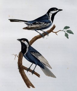 Asgrijze Mees (Parus cinerascens), gravure uit Histoire Naturelle des Oiseaux d