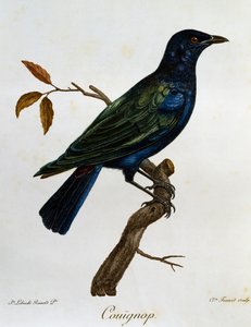 Zwartbuikglansspreeuw (Lamprotornis corruscus), gravure uit Histoire Naturelle des Oiseaux d
