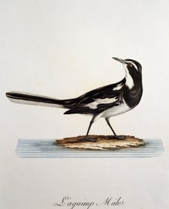 Mannetje Afrikaanse Bonte Kwikstaart (Motacilla aguimp), gravure uit Histoire Naturelle des Oiseaux d