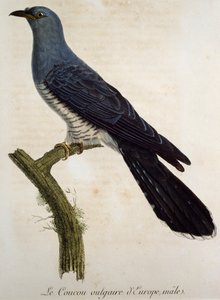 Mannelijke Europese koekoek, gravure uit Histoire Naturelle des Oiseaux d