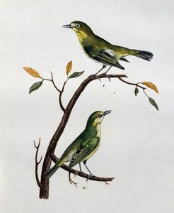 Mannetje en vrouwtje van Bleekwitte Oog (Zosterops pallidus), gravure uit Histoire Naturelle des Oiseaux d
