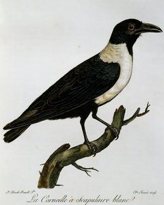 Bonte Kraai (Corvus albus), gravure uit Histoire Naturelle des Oiseaux d