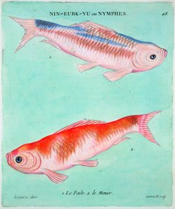 Chinese goudvis