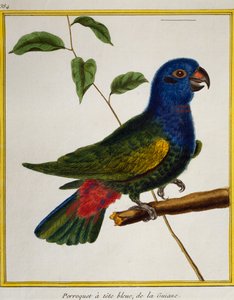 Blauwkop papegaai (Pionus menstruus), uit Histoire naturelle des oiseaux