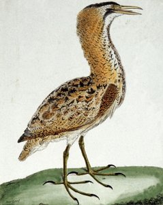 Roerdomp door Francois Nicolas Martinet