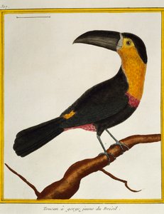 Kanaalsnaveltoekan (Ramphastos vitellinus), uit Histoire naturelle des oiseaux