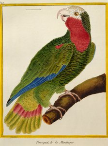 Cubaanse papegaai (Amazona leucocephala), uit Histoire naturelle des oiseaux