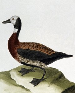 Eend van Maragnan