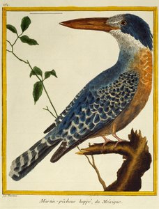 Reuzenijsvogel (Megaceryle maxima), uit Histoire naturelle des oiseaux door Francois Nicolas Martinet