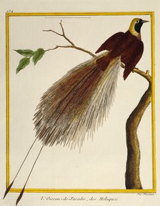Grote Paradijsvogel (Paradisaea apoda), uit Histoire naturelle des oiseaux door Francois Nicolas Martinet